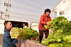 購(gòu)買“愛(ài)心芹菜”  助農(nóng)惠農(nóng)